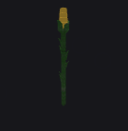 Corn Plant
