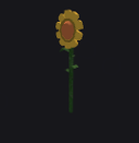 Sunflower Plant
